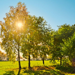 Gedenkbaum-Gruppe von  für Gerda Pöhls 